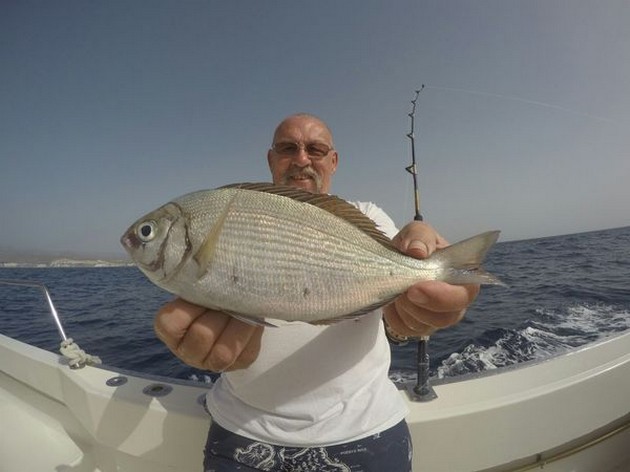 Nice Catch - Hendrik Volkaert from Belgium on the boat Cavalier Cavalier & Blue Marlin Sport Fishing Gran Canaria