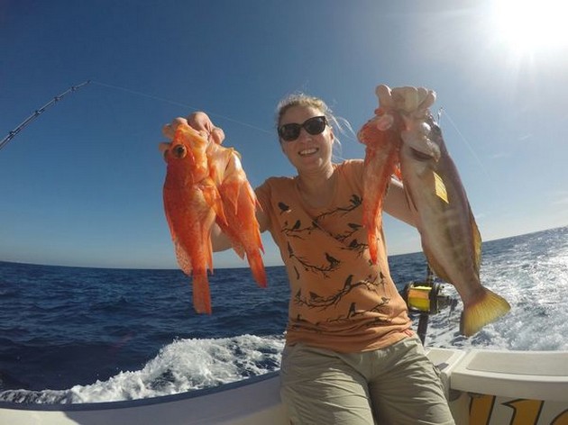 Scorpion fish caught by Katrien Hochemeyer from Germany Cavalier & Blue Marlin Sport Fishing Gran Canaria