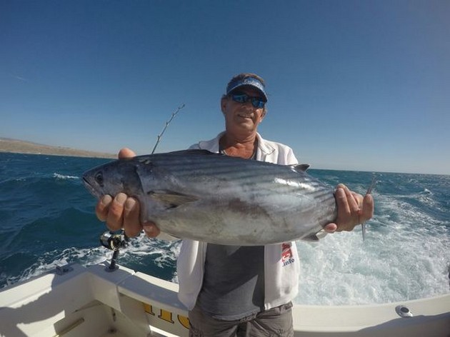 North Atlantic Bonito - Rob Vet from Holland caught this Bointo on the Cavalier Cavalier & Blue Marlin Sport Fishing Gran Canaria