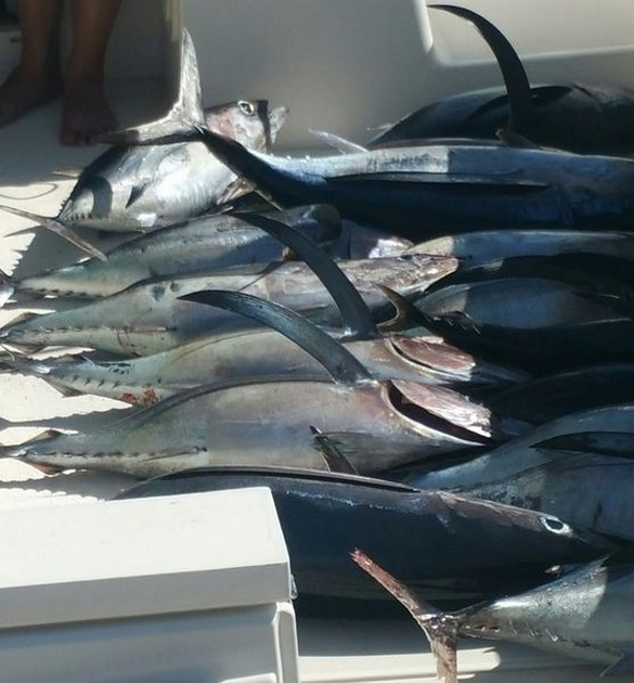 16 Albacores Cavalier & Blue Marlin Sport Fishing Gran Canaria