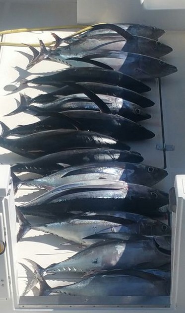 Cavalier caught 14 Albacores Cavalier & Blue Marlin Sport Fishing Gran Canaria