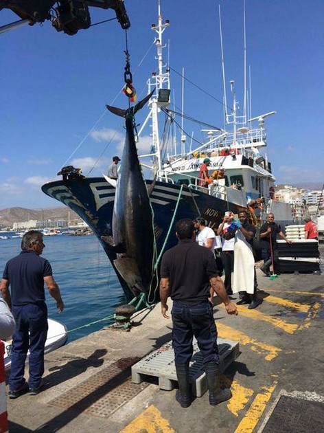 1st Bluefin Tuna in Gran Canaria Cavalier & Blue Marlin Sport Fishing Gran Canaria