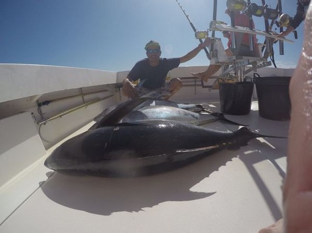 Big Eye Tuna Cavalier & Blue Marlin Sport Fishing Gran Canaria