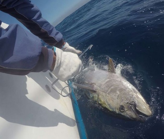 Bluefin Tuna Cavalier & Blue Marlin Sport Fishing Gran Canaria