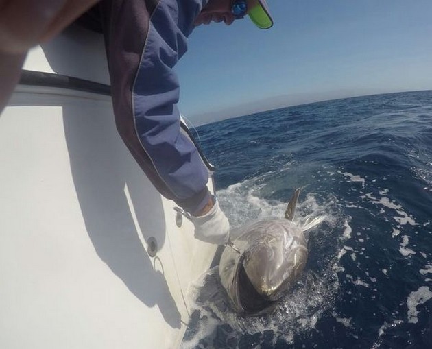 Bluefin Tuna Cavalier & Blue Marlin Sport Fishing Gran Canaria