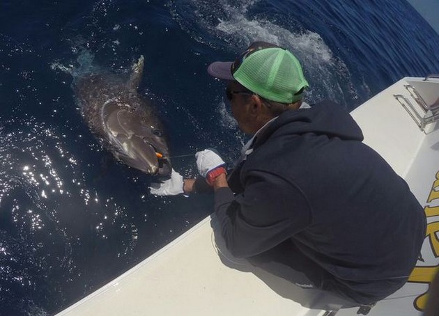 Bluefin Tuna Cavalier & Blue Marlin Sport Fishing Gran Canaria