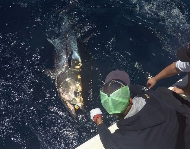 Bluefin Tuna Cavalier & Blue Marlin Sport Fishing Gran Canaria