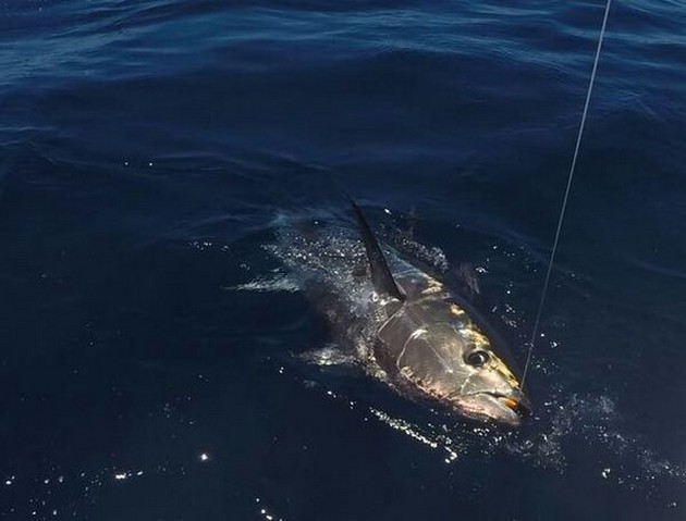 250 kg blåfenad Cavalier & Blue Marlin Sport Fishing Gran Canaria