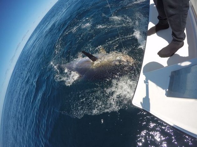 Bluefin Tuna Cavalier & Blue Marlin Sport Fishing Gran Canaria