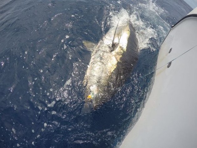 Blåfenad tonfisk nummer 7 Cavalier & Blue Marlin Sport Fishing Gran Canaria