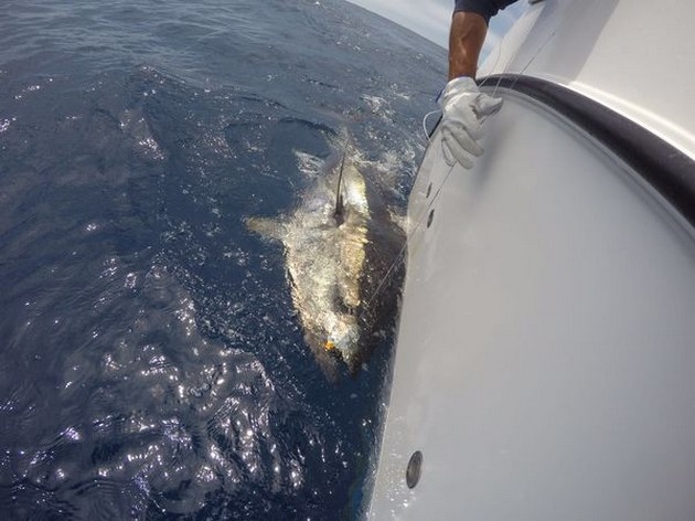 Blå fen nr. 8 Cavalier & Blue Marlin Sport Fishing Gran Canaria