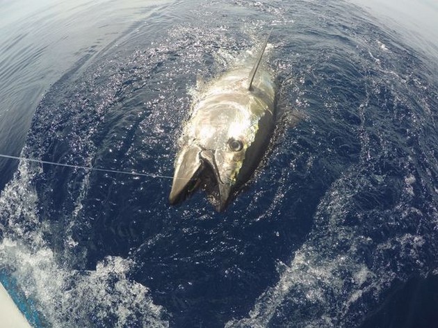 Bluefin Tuna Cavalier & Blue Marlin Sport Fishing Gran Canaria