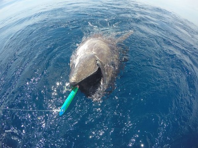 Bluefin Tuna Cavalier & Blue Marlin Sport Fishing Gran Canaria