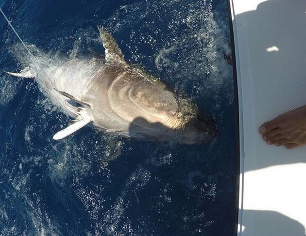 Bluefin Tuna Cavalier & Blue Marlin Sport Fishing Gran Canaria