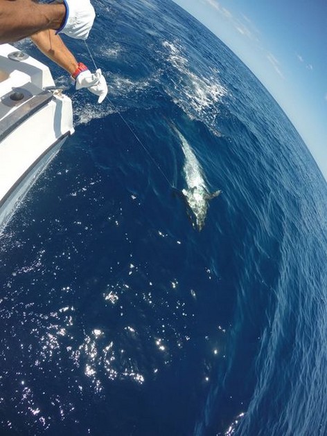 Bluefin Tuna Cavalier & Blue Marlin Sport Fishing Gran Canaria