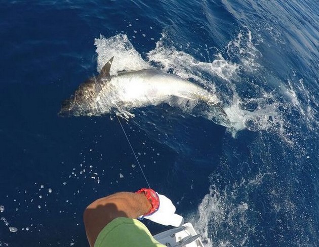 Bluefin Tuna Cavalier & Blue Marlin Sport Fishing Gran Canaria