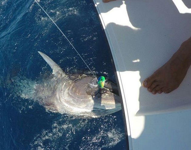 Bluefin Tuna Cavalier & Blue Marlin Sport Fishing Gran Canaria