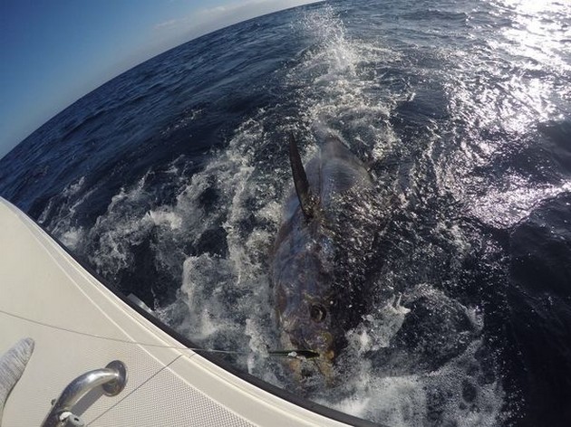 250 kg Bluefin Tuna - Alex Jerominos hooked up with his 250 kg Bluefin Tuna. Cavalier & Blue Marlin Sport Fishing Gran Canaria