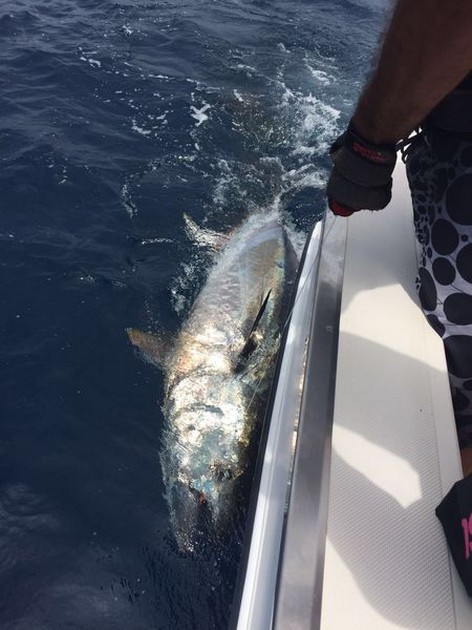 Bluefin Tuna Cavalier & Blue Marlin Sport Fishing Gran Canaria