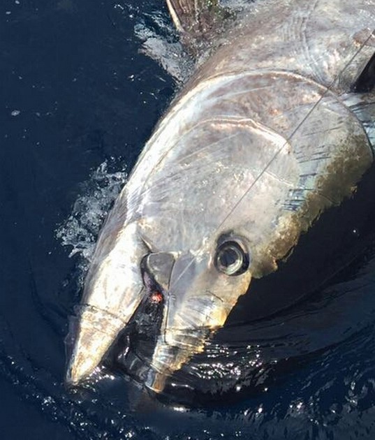 280 kg  Bluefin Cavalier & Blue Marlin Sport Fishing Gran Canaria