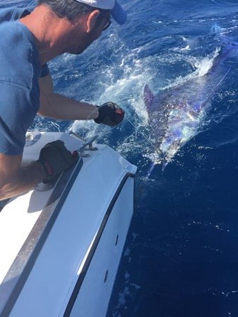 The boat boat Cavalier released the 1st Blue Marlin of 2016 Cavalier & Blue Marlin Sport Fishing Gran Canaria