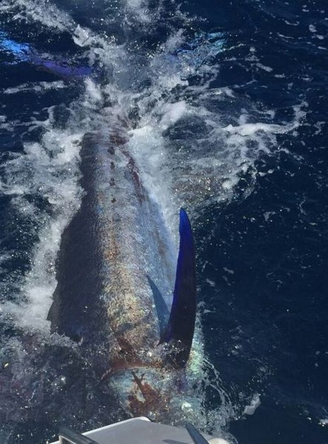 Båtbåten Cavalier släppte den andra Blue Marlin 2016 Cavalier & Blue Marlin Sport Fishing Gran Canaria