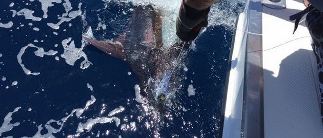 300 lbs Blue Marlin  released by Rolf Gustke from Germany Cavalier & Blue Marlin Sport Fishing Gran Canaria
