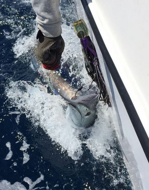 Spearfish Cavalier & Blue Marlin Sport Fishing Gran Canaria