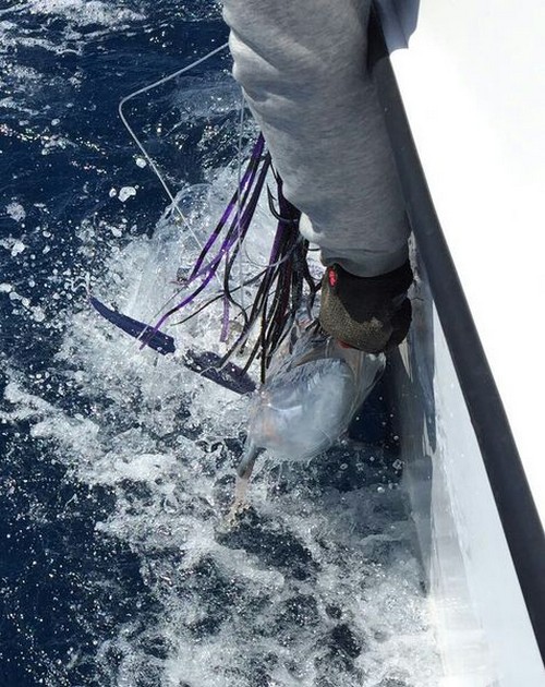 Spearfish Cavalier & Blue Marlin Sport Fishing Gran Canaria