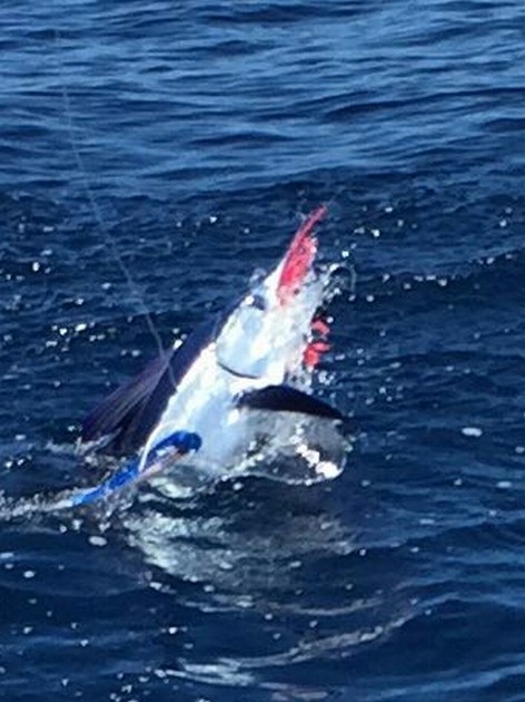 Great shot - Well done Cavalier & Blue Marlin Sport Fishing Gran Canaria