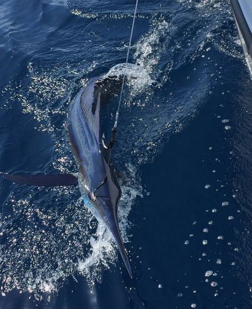 Spearfish Cavalier & Blue Marlin Sport Fishing Gran Canaria