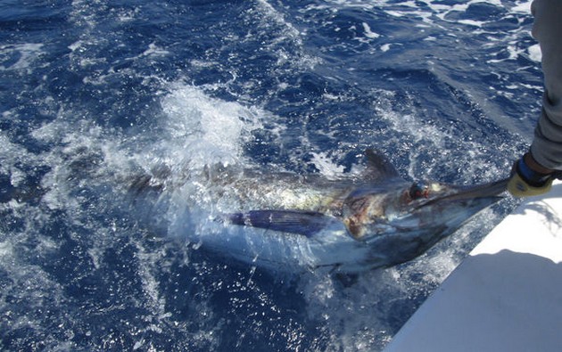 240 lb Blue Marlin Cavalier & Blue Marlin Sport Fishing Gran Canaria