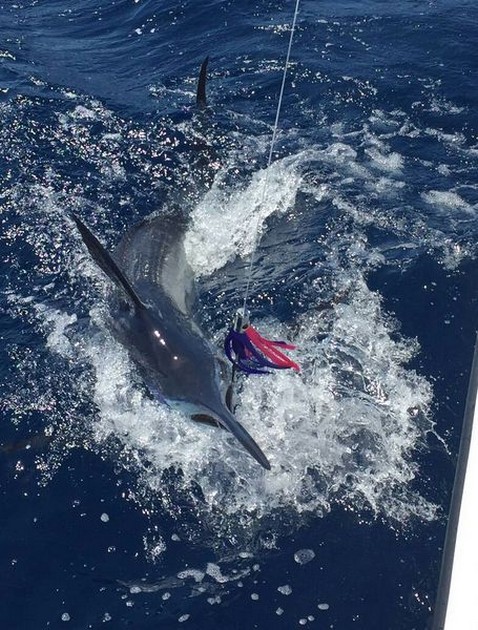Blue Marlin Cavalier & Blue Marlin Sport Fishing Gran Canaria