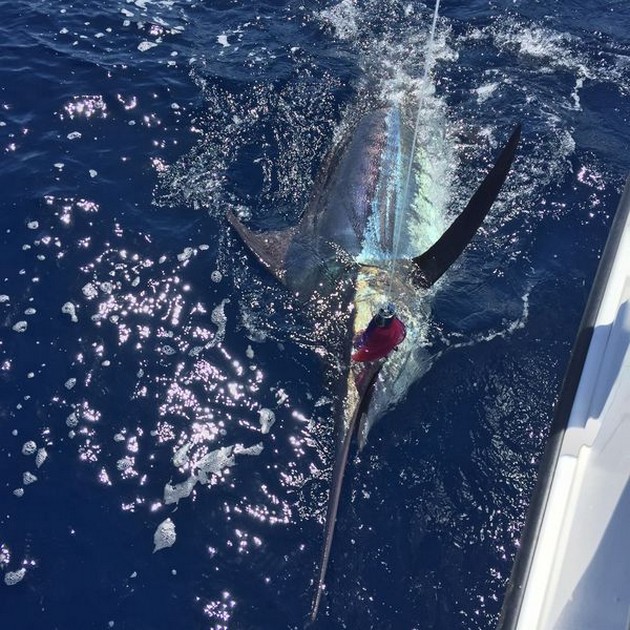 110 kg Blue Marlin - 240 lb Blue Marlin released by Oscar Storm from Holland Cavalier & Blue Marlin Sport Fishing Gran Canaria