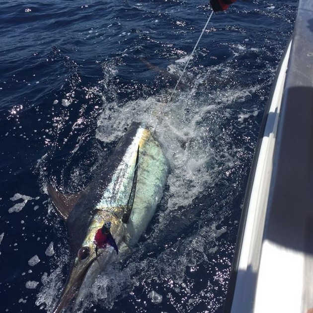 Blue Marlin Cavalier & Blue Marlin Sport Fishing Gran Canaria