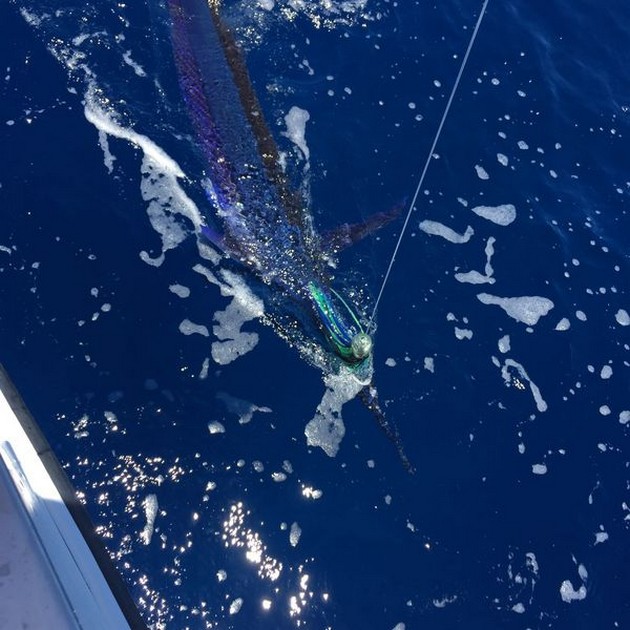 Spearfish released by Kaarlo Salkunen  from Finland Cavalier & Blue Marlin Sport Fishing Gran Canaria