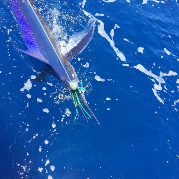 Spearfish - 80 lb Spearfish,  caught and released by Kaarlo Salkunen from Finland Cavalier & Blue Marlin Sport Fishing Gran Canaria
