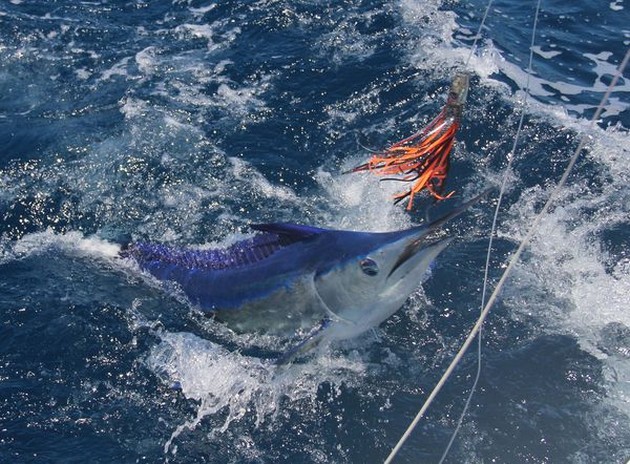 Great Marlin Fishing Cavalier & Blue Marlin Sport Fishing Gran Canaria