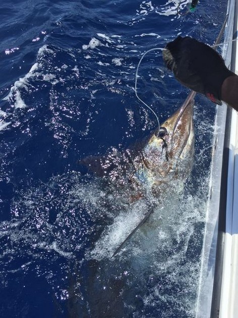 Cavalier släppte igen 2 Blue Marlin Cavalier & Blue Marlin Sport Fishing Gran Canaria