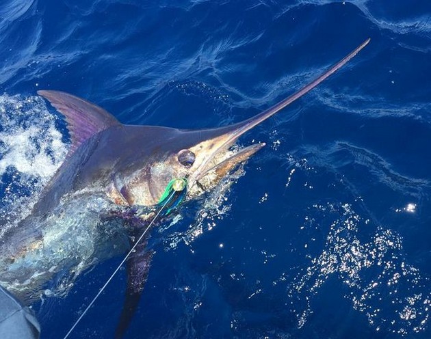 12 Blue Marlin släppt Cavalier & Blue Marlin Sport Fishing Gran Canaria