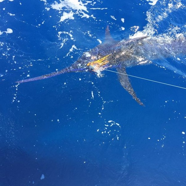 4 Blauwe Marlijnen Cavalier & Blue Marlin Sport Fishing Gran Canaria