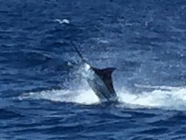 Jos van Loo släppte en 200 kg Blue Marlin Cavalier & Blue Marlin Sport Fishing Gran Canaria