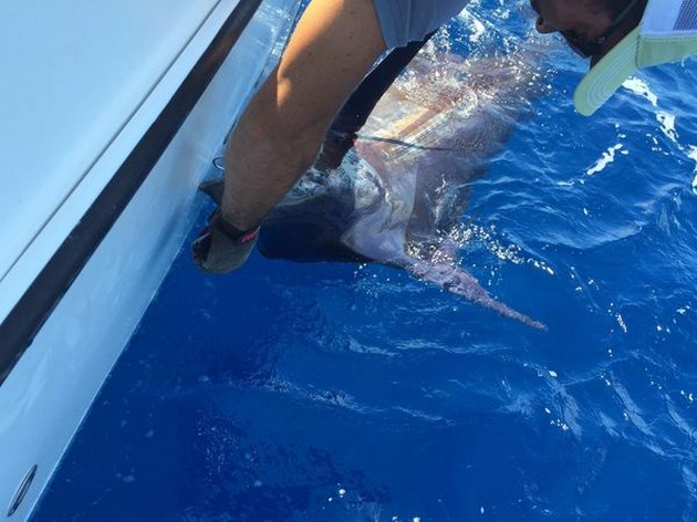 Jos van Loo vangst zijn tweede Blauwe Marlijn Cavalier & Blue Marlin Sport Fishing Gran Canaria