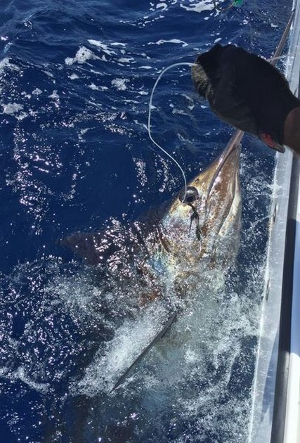 200 kg Blue Marlin, released by Jos van Loo from Holland Cavalier & Blue Marlin Sport Fishing Gran Canaria