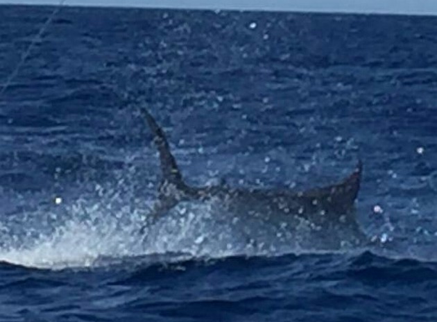 Blue Marlin Cavalier & Blue Marlin Sport Fishing Gran Canaria