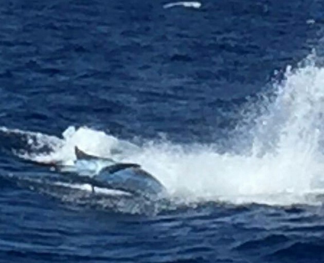 Release Me Cavalier & Blue Marlin Sport Fishing Gran Canaria