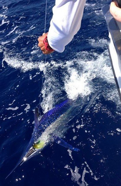  - Cavalier & Blue Marlin Sport Fishing Gran Canaria