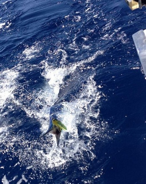 Spearfish Cavalier & Blue Marlin Sport Fishing Gran Canaria