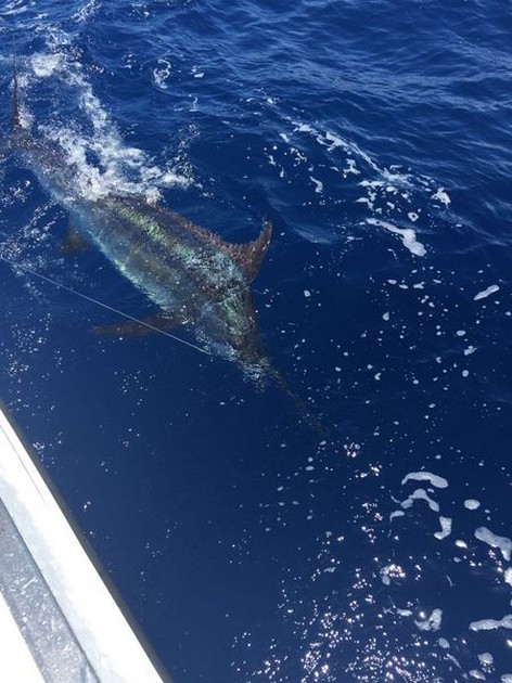  - Cavalier & Blue Marlin Sport Fishing Gran Canaria