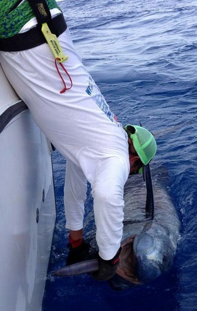325 kg Blauwe Marlijn voor de Cavalier Cavalier & Blue Marlin Sport Fishing Gran Canaria